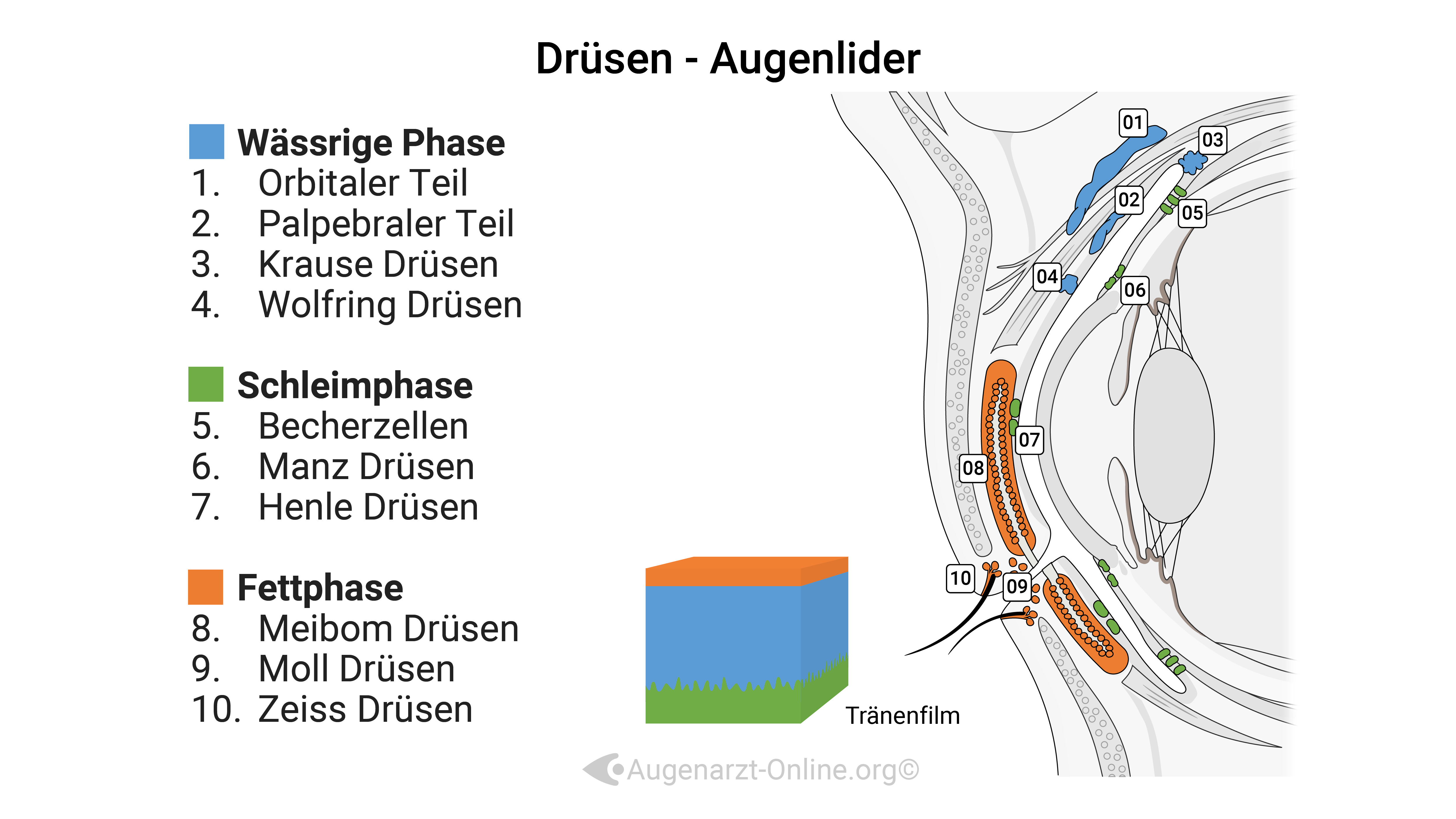 Orbitaler Teil
Palpebraler Teil
Krause Drüsen
Wolfring Drüsen
Becherzellen
Manz Drüsen
Henle Drusen
Meibom Drüsen
Moll Drüsen
Zeiss Drüsen