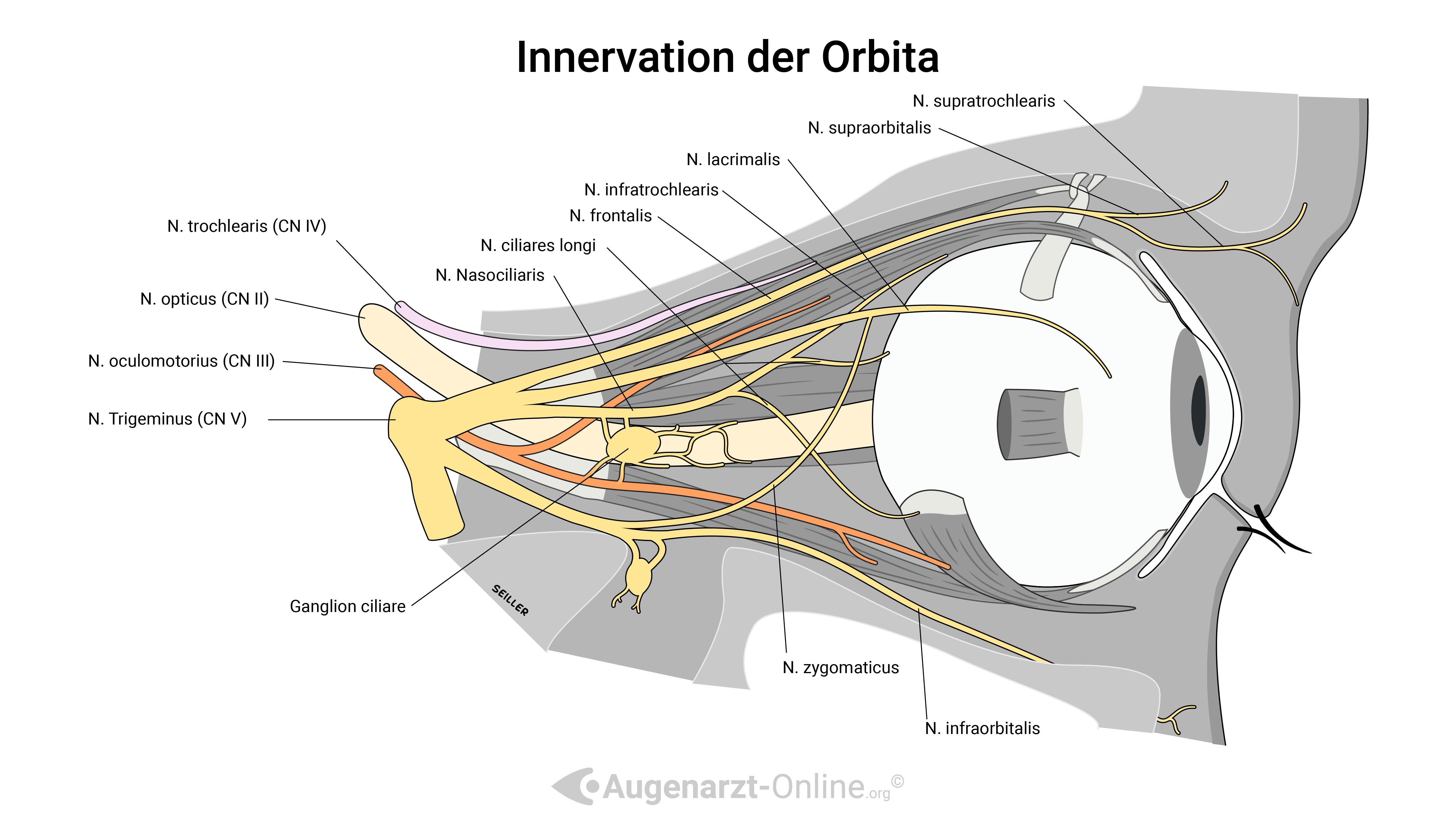 Innervation Orbita-Illustration-00000001-N. trochlearis abducens oculomotorius trigeminus