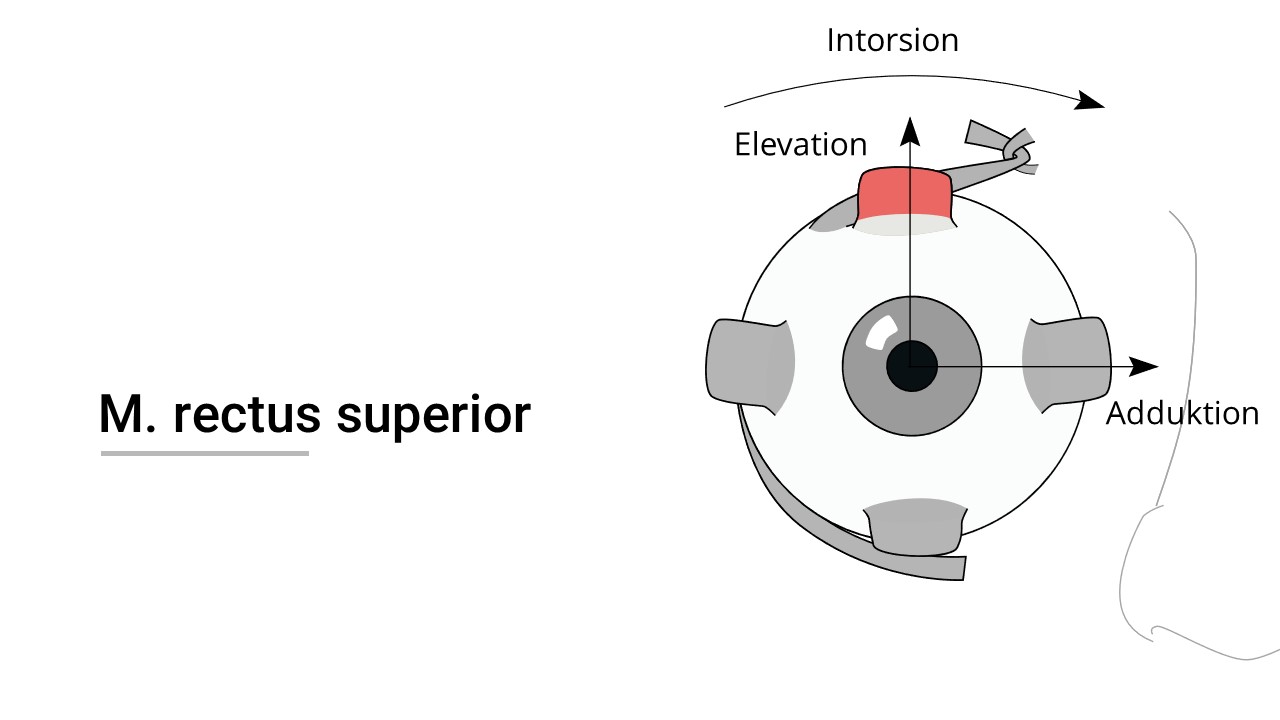 M. rectus superior Funktion