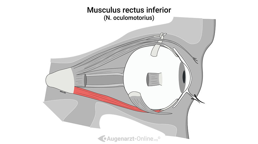 Der Musculus rectus inferior ist einer der sechs extraokularen Muskeln, die die Bewegungen des Augapfels steuern. Er entspringt am unteren Teil des Anulus tendineus communis (Zinn-Ring) und verläuft nach vorne, um an der unteren Vorderseite des Augapfels anzusetzen. Die Hauptfunktionen des Musculus rectus inferior sind die Senkung des Auges (Depression), leichte Adduktion und eine geringe Außenrotation (Exzykloduktion). Dieser Muskel wird vom Nervus oculomotorius (Hirnnerv III) innerviert.