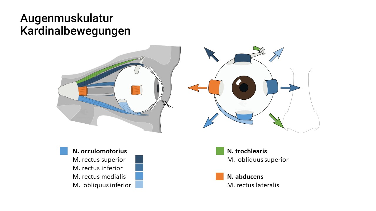 Kardinalbewegungen und Innervation der Augenmuskel