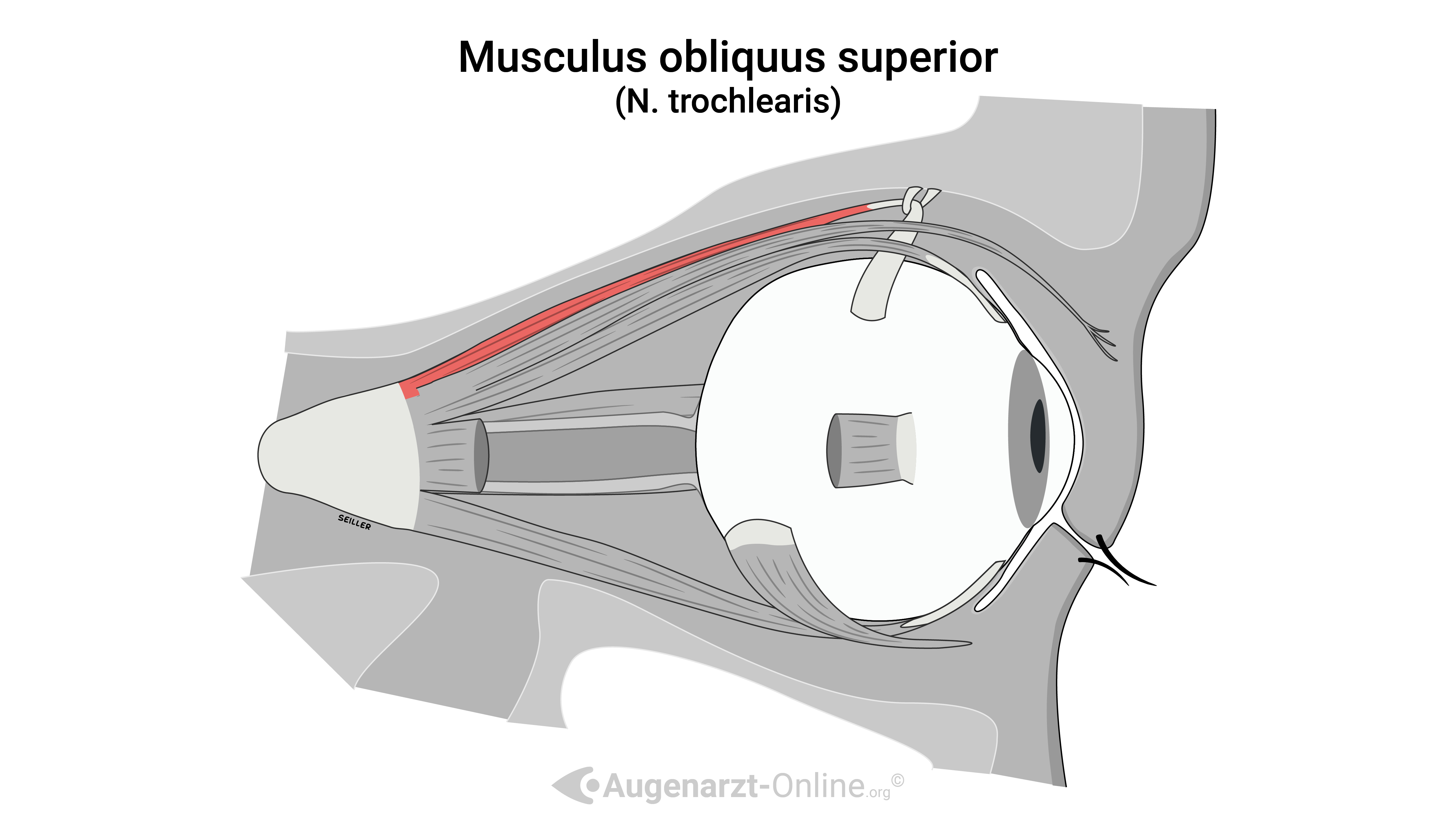 Verlauf Musculus obliquus superior