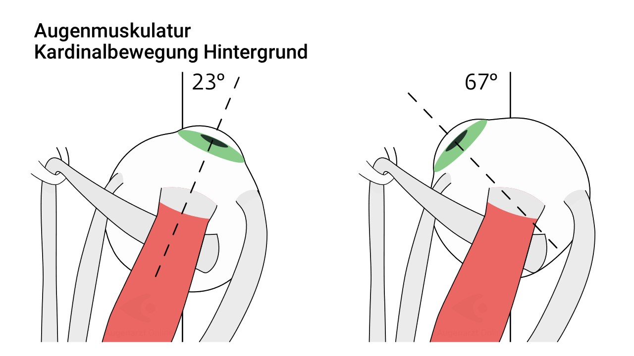 Blickrichtungsabhängige Bewegung der Augenmuskel