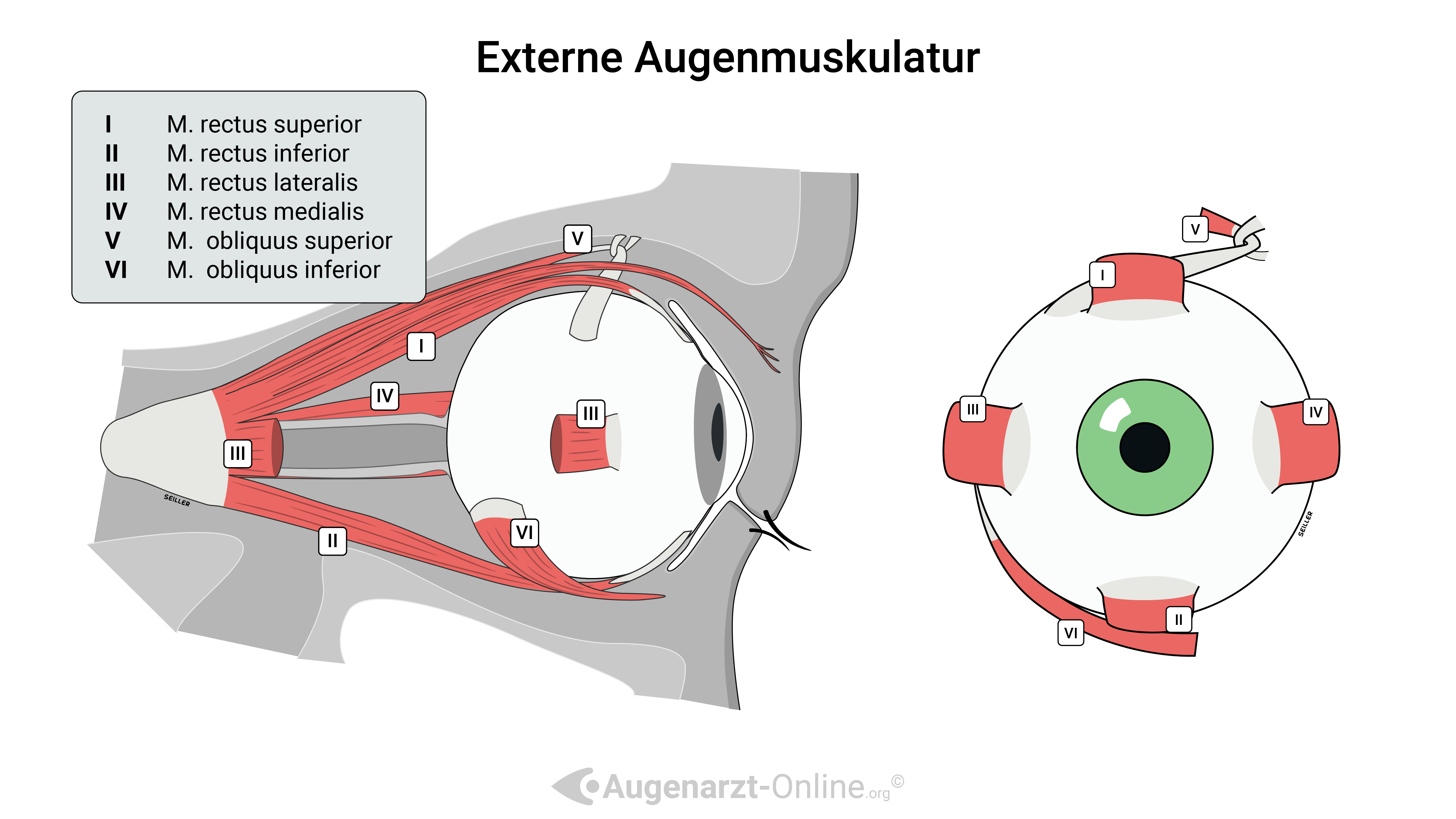 Augenmuskel-Illustration-00000001-Augen Muskel Muskulatur Externe Augenmuskulatur Äußere A.jpg