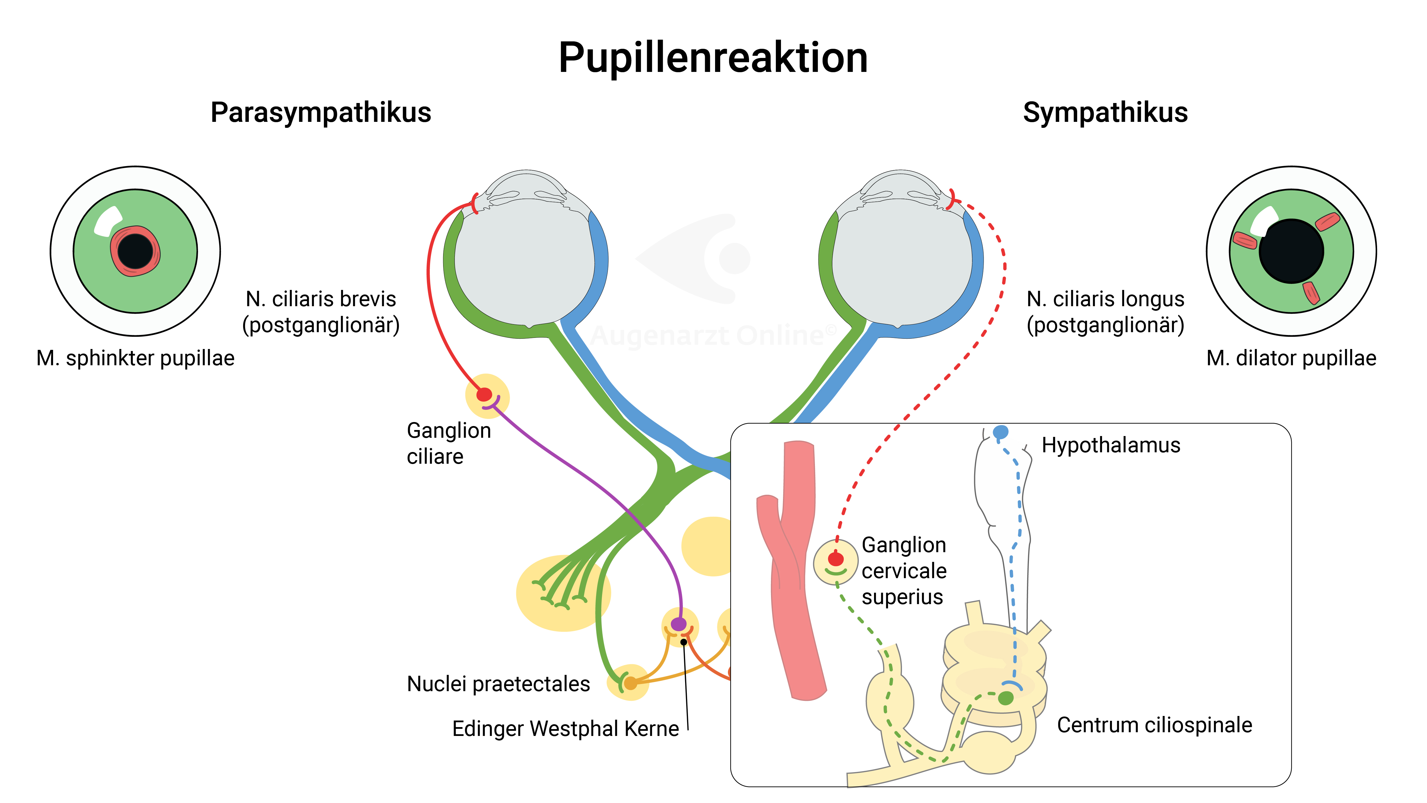 Pupillenreaktion-ILL-Sympathikus Parasympathikus Miosis Mydriasis N ciliaris ganglion cili.jpg