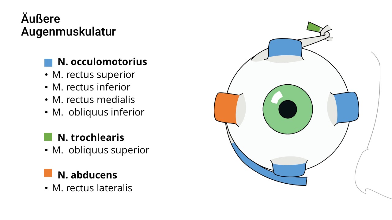 Innervation der äußeren Augenmuskulatur