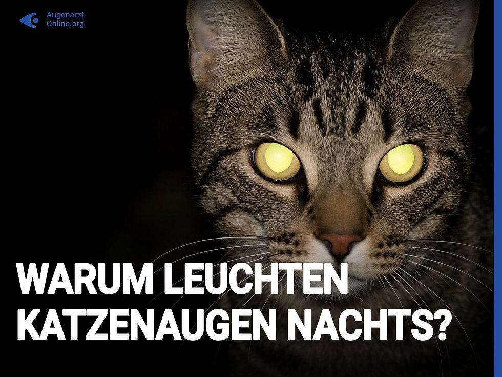 Warum leuchten Katzenaugen im Dunkeln?