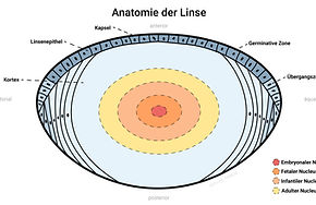 Anatomie der Linse, Illustration, Krankheiten, Linse, Augenheilkunde, Ophthalmologie, Augenerkrankung, Augenarzt, Lens crystallina Illustration Kapsel Kortex Linsenepithel Embryonaler Nucleus Germinative Zone, Anatomie, der, Schaubild, Infografik, Lernbild, Erklärung, Erklaerung, Übersicht, Uebersicht