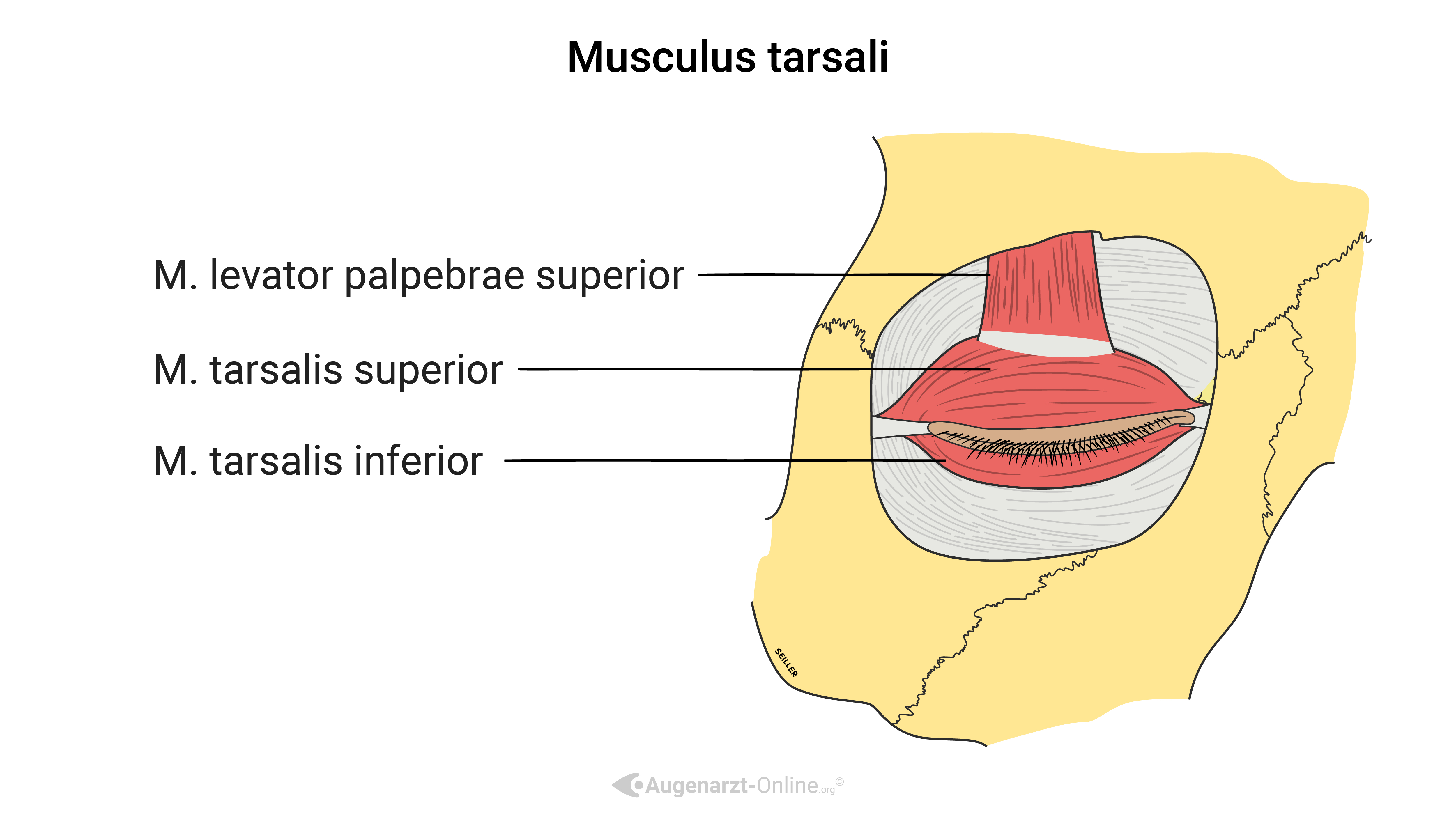 Musculus tarsalis inferior