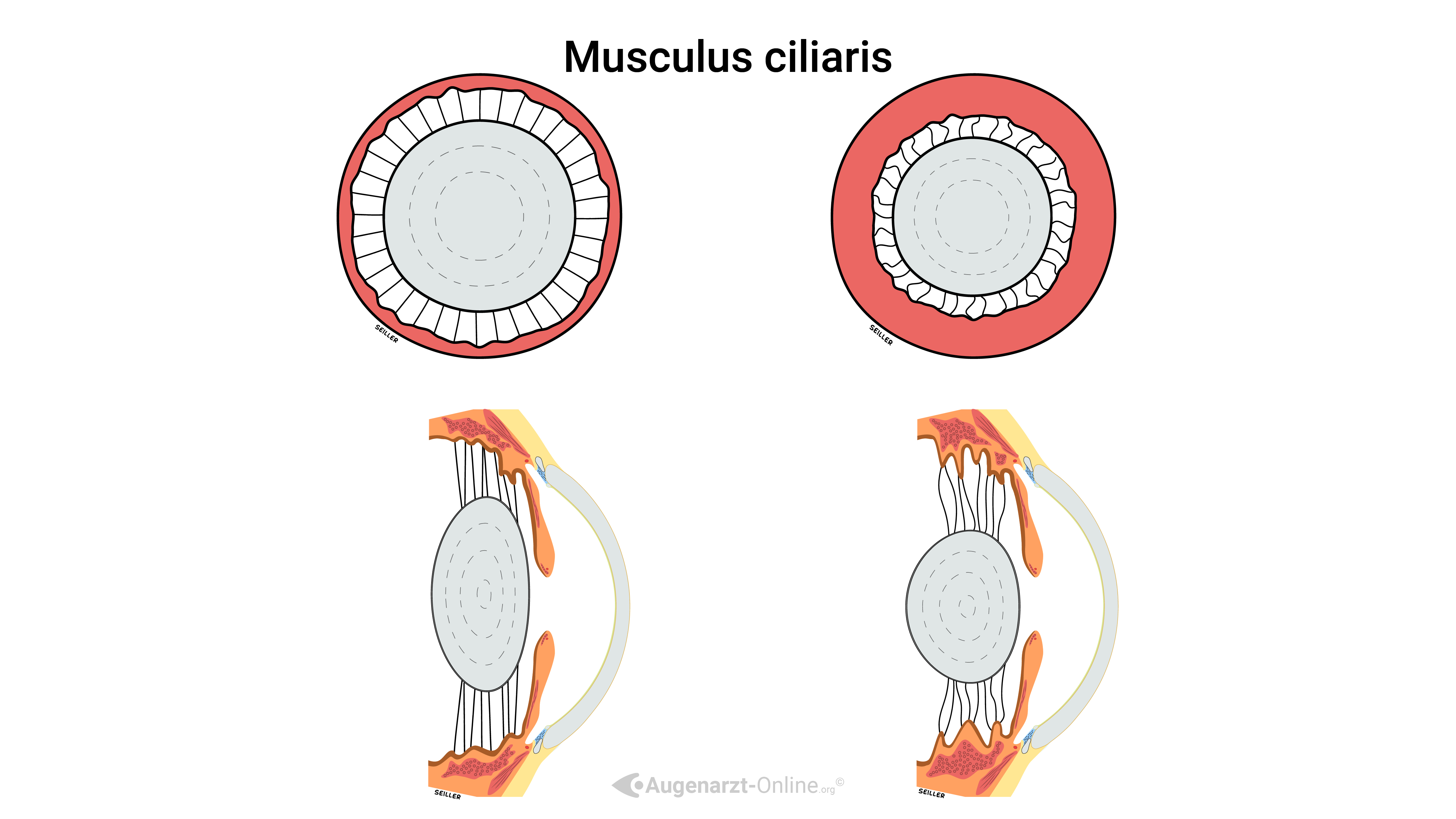 Musculus ciliaris