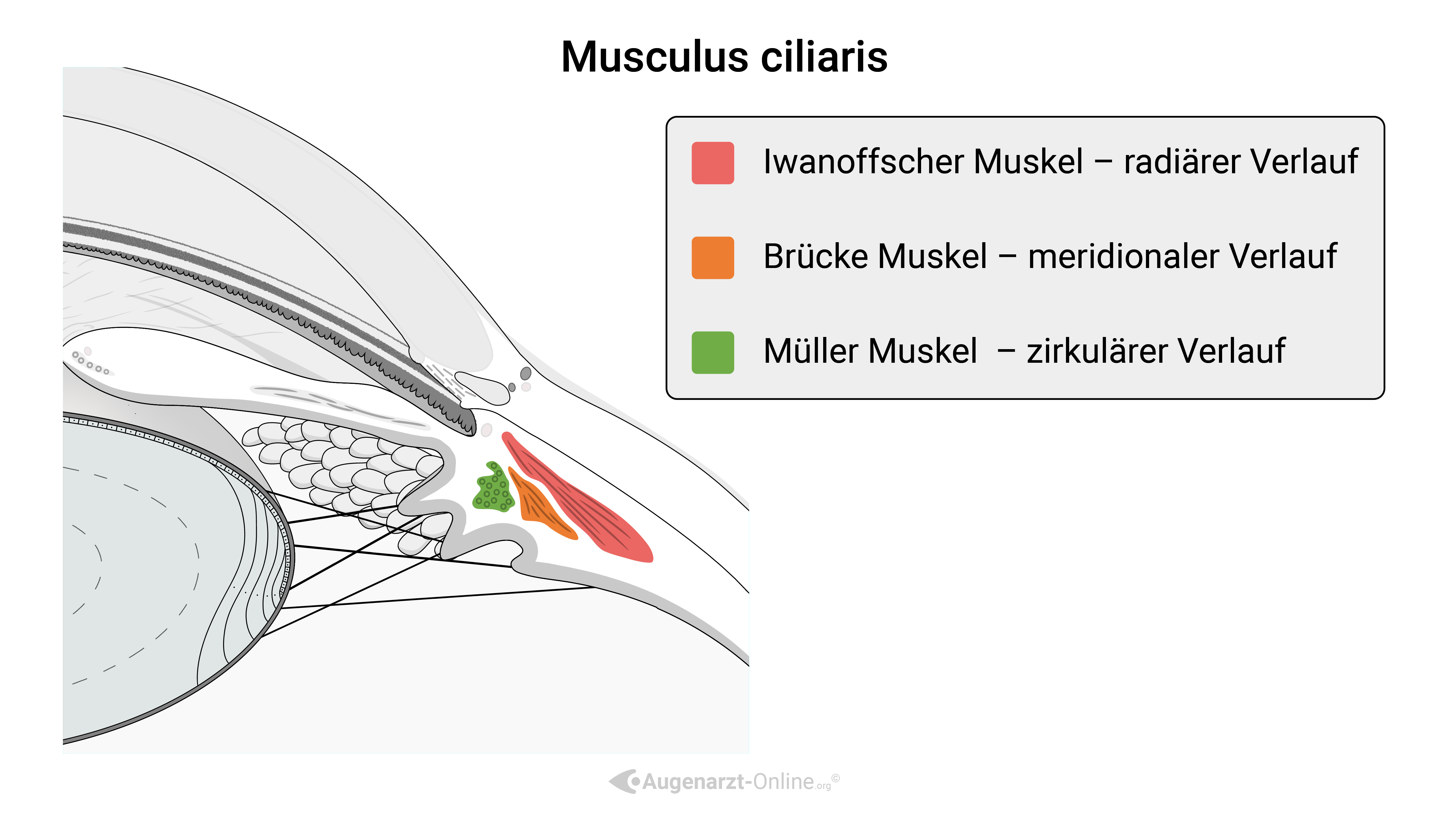 Brücke Muskel
Iwanoffscher Muskel
Müller Muskel