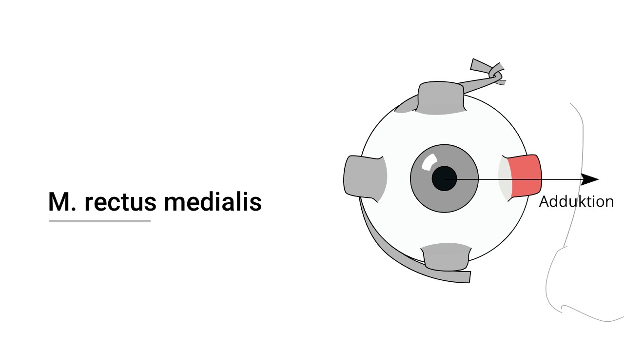 M. rectus medialis