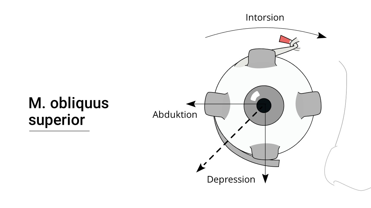 Funktion des Musculus obliquus superior