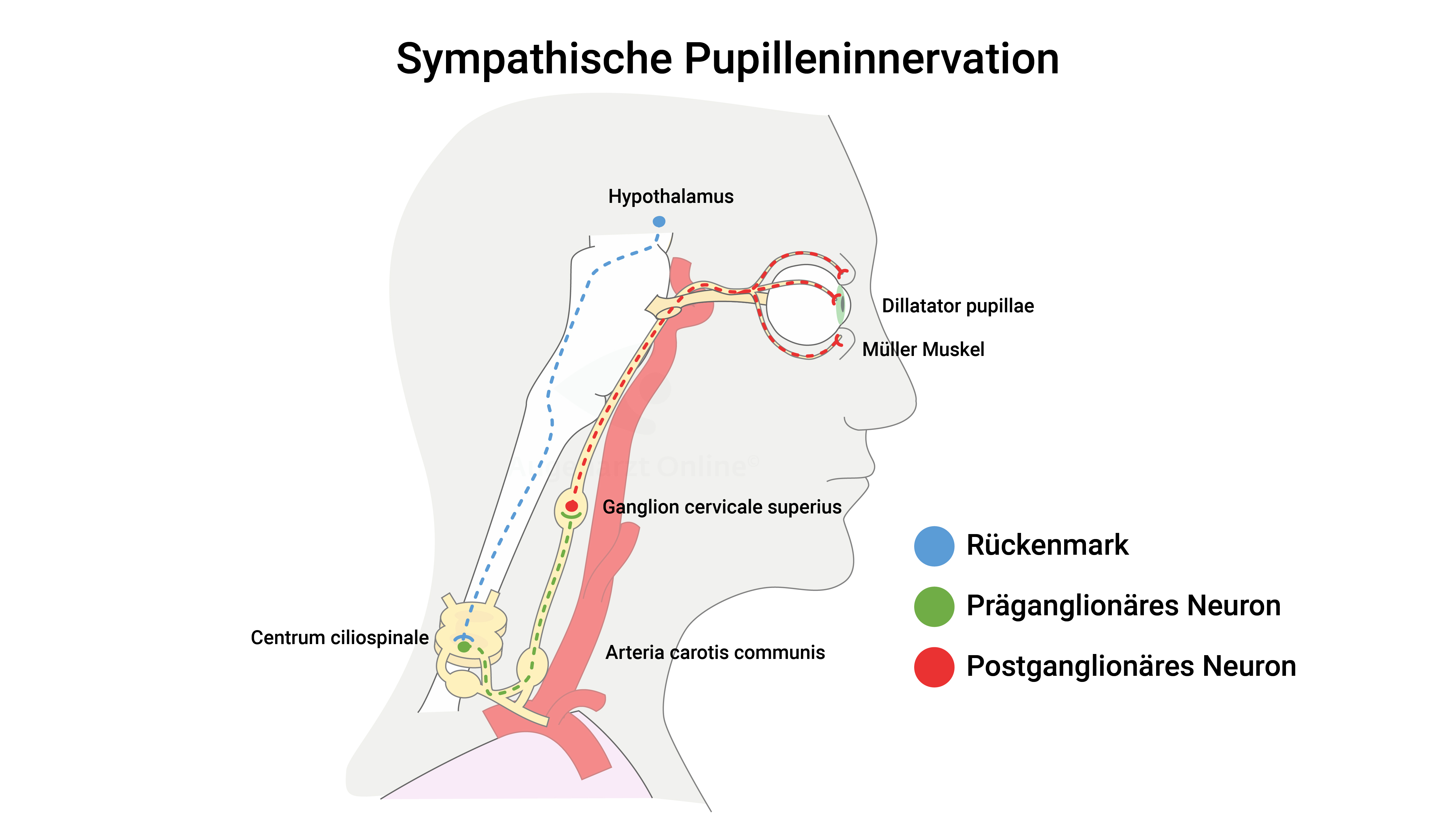 Sympathikus-ILL-Mydriase Pupillenreaktion sympathische Pupillenreaktion-97.jpg