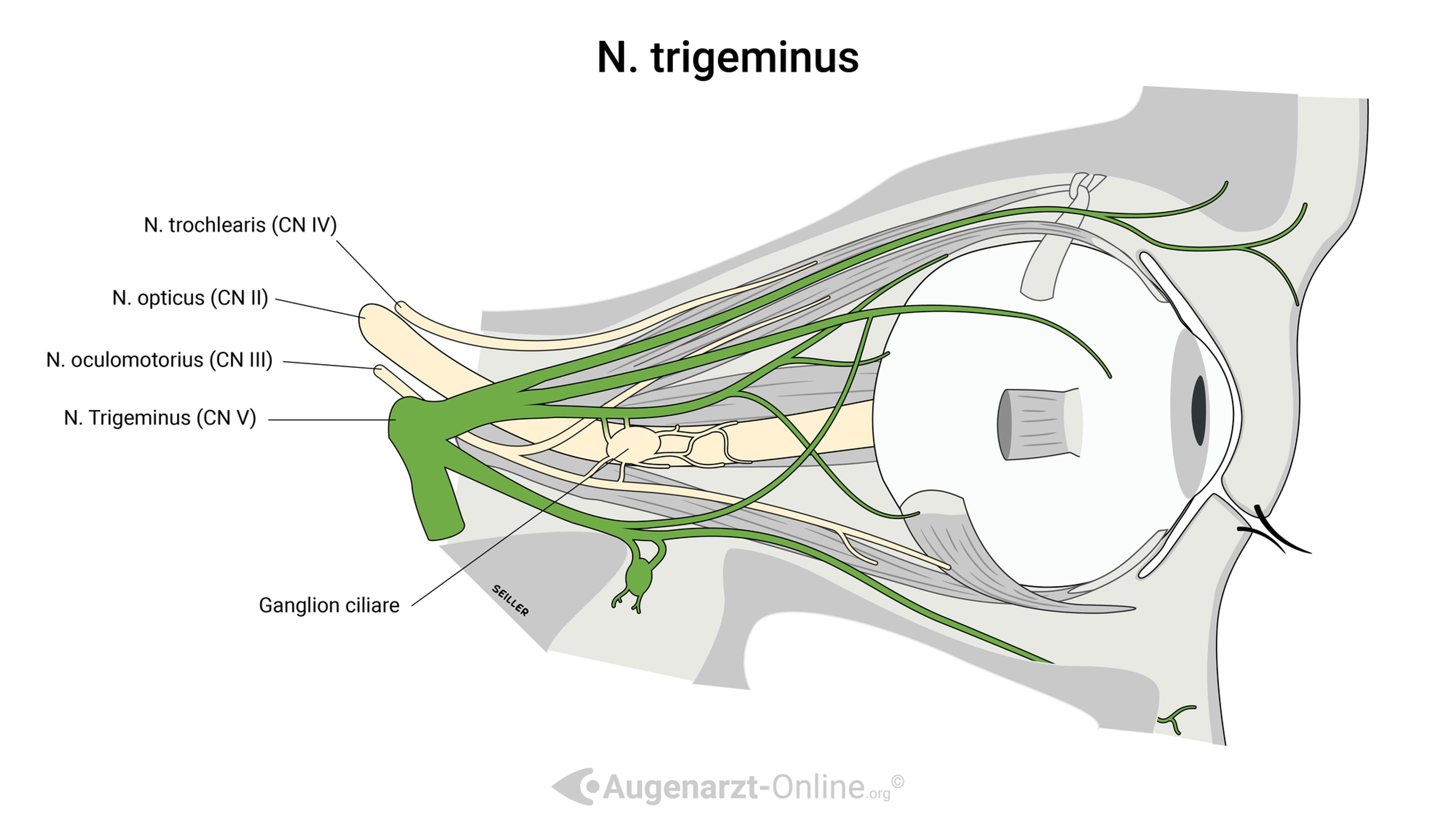 N. trigeminus (CN V) | Atlas der Augenheilkunde