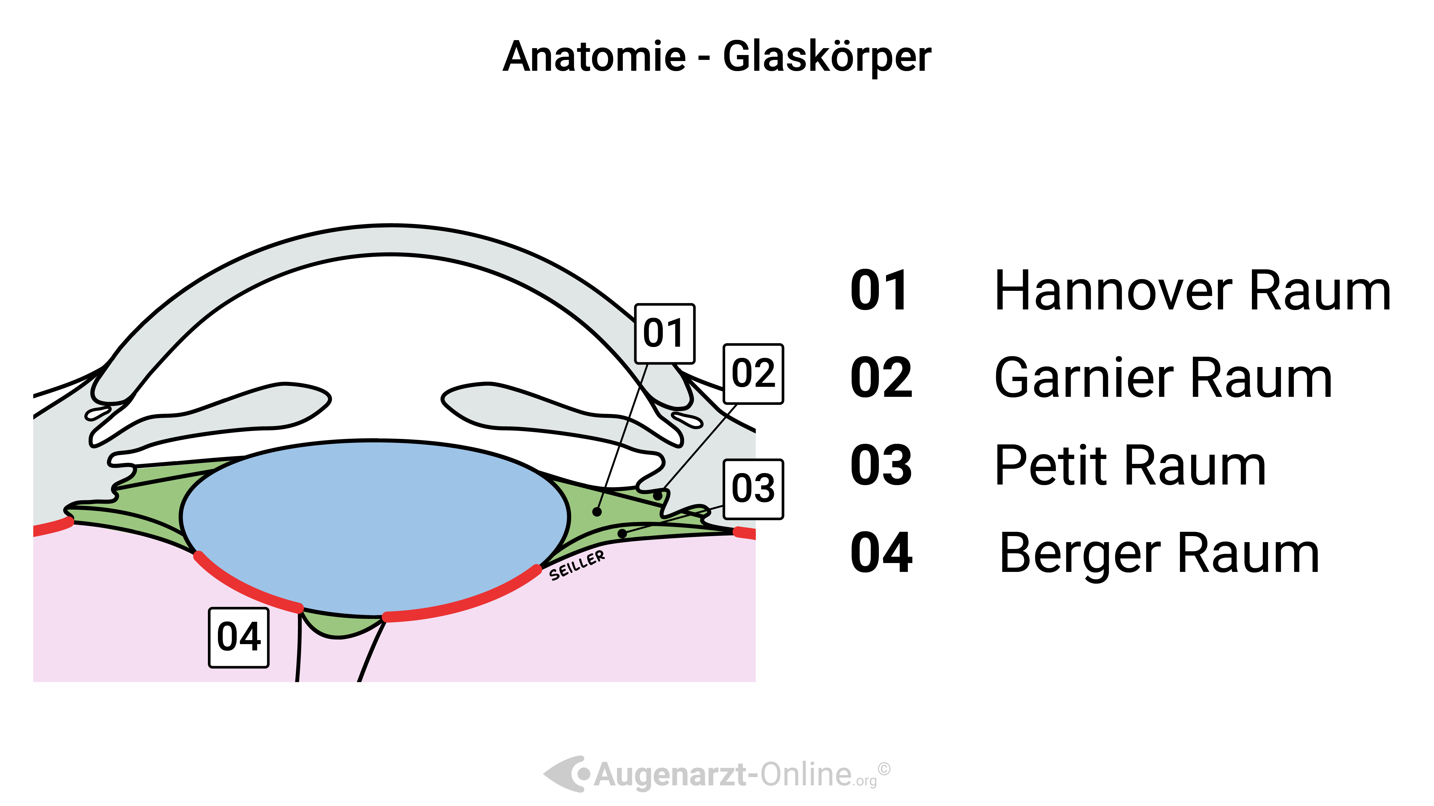 Anatomie Glaskörper