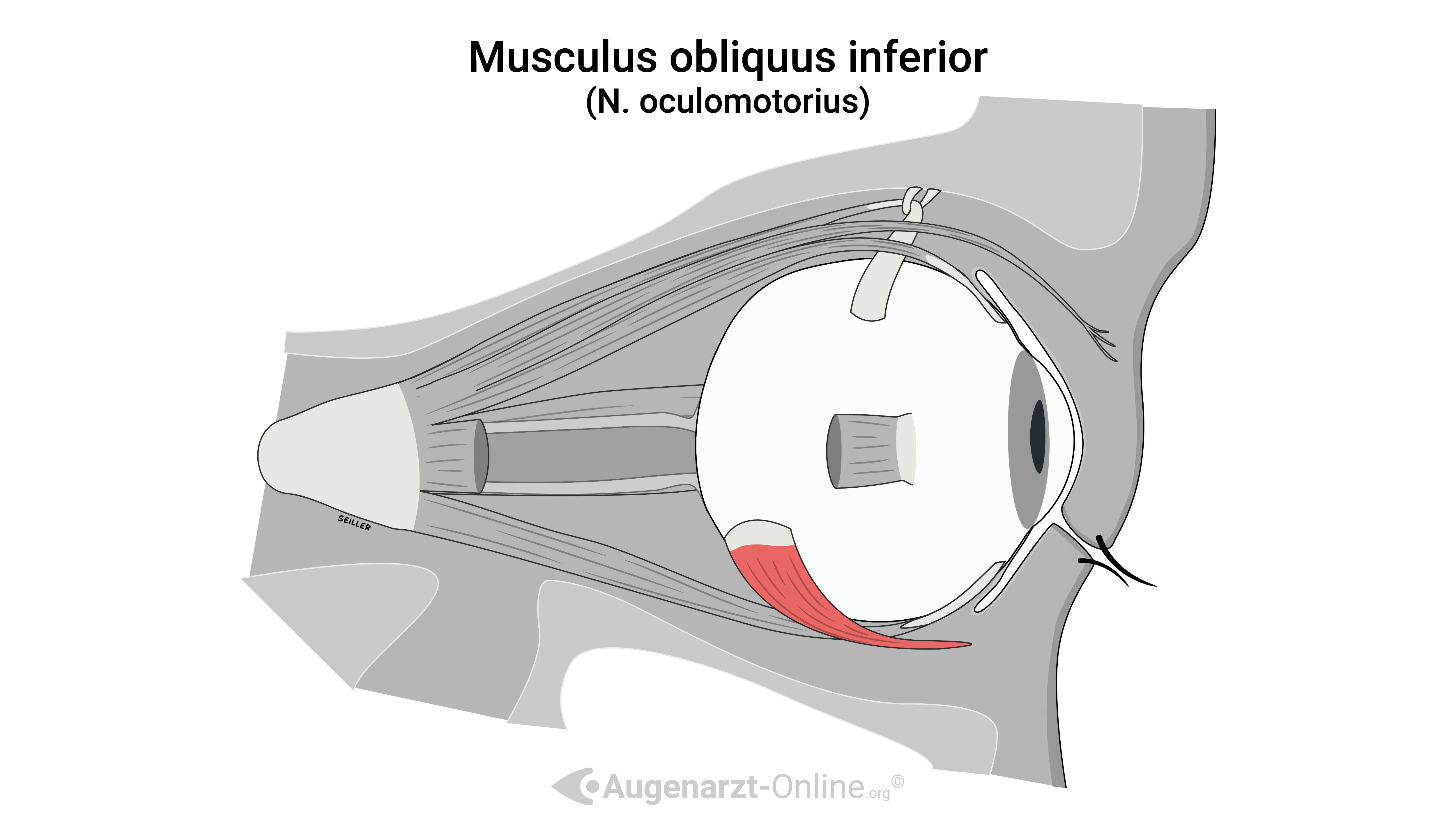 Verlauf Musculus obliquus inferior