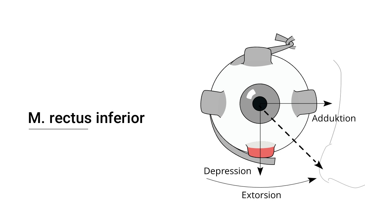 Funktion des Musculus rectus inferior