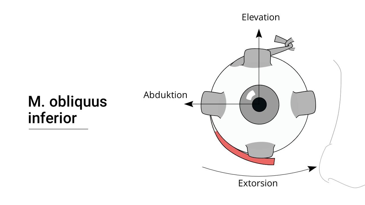 Augenmuskel-Illustration-00000002-Musculus obliquus inferior.JPG