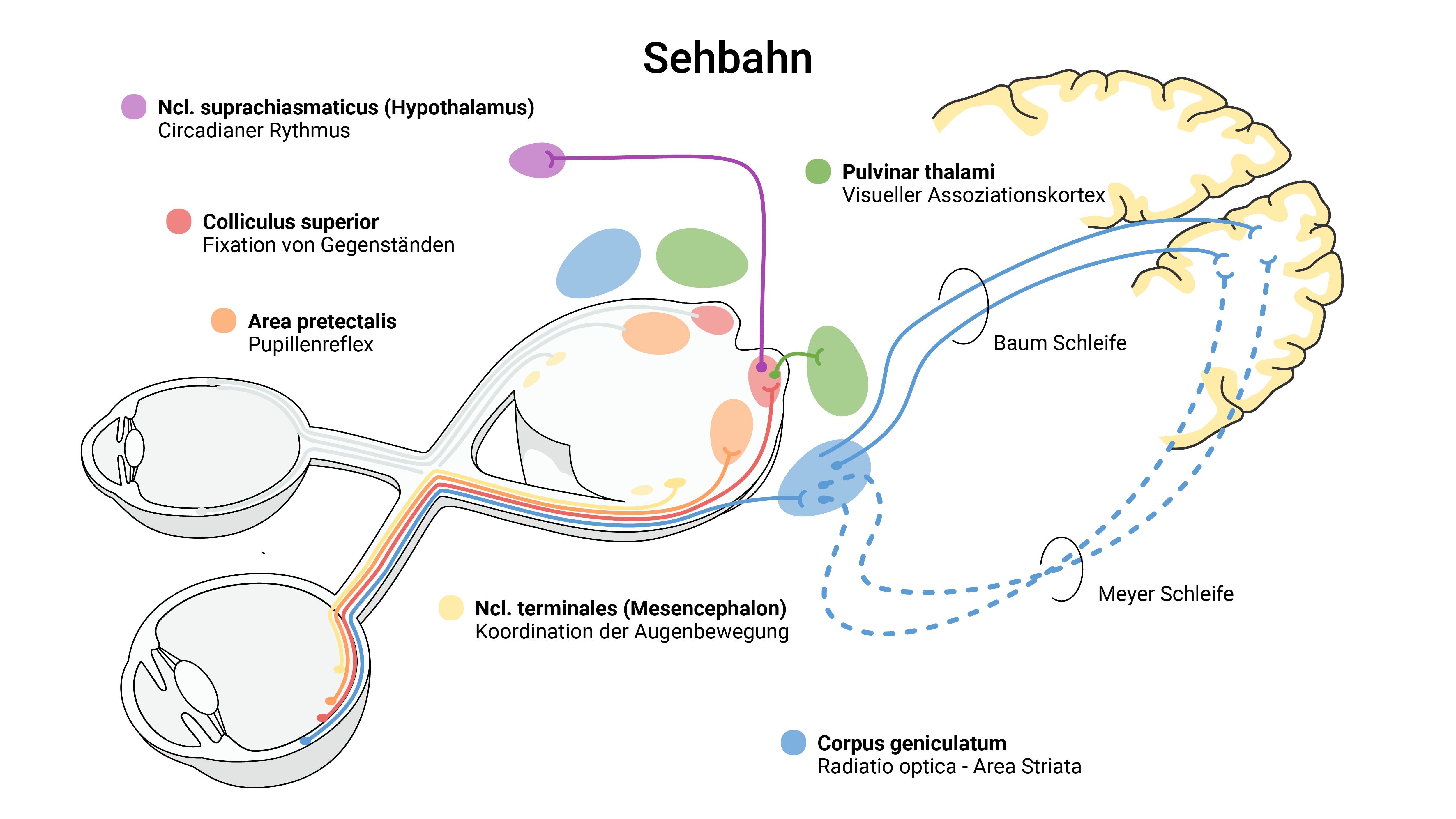 Sehbahn-Illustration-00000001-01.jpg