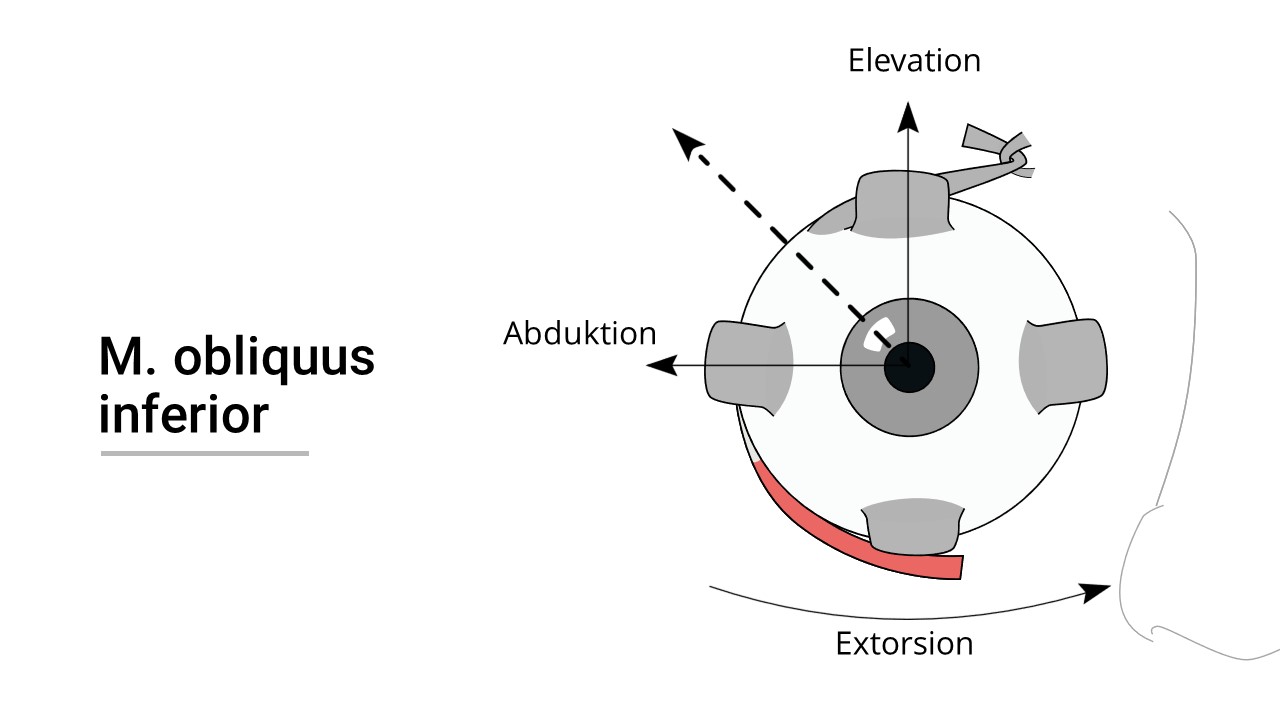 Funktion des Musculus obliquus inferior