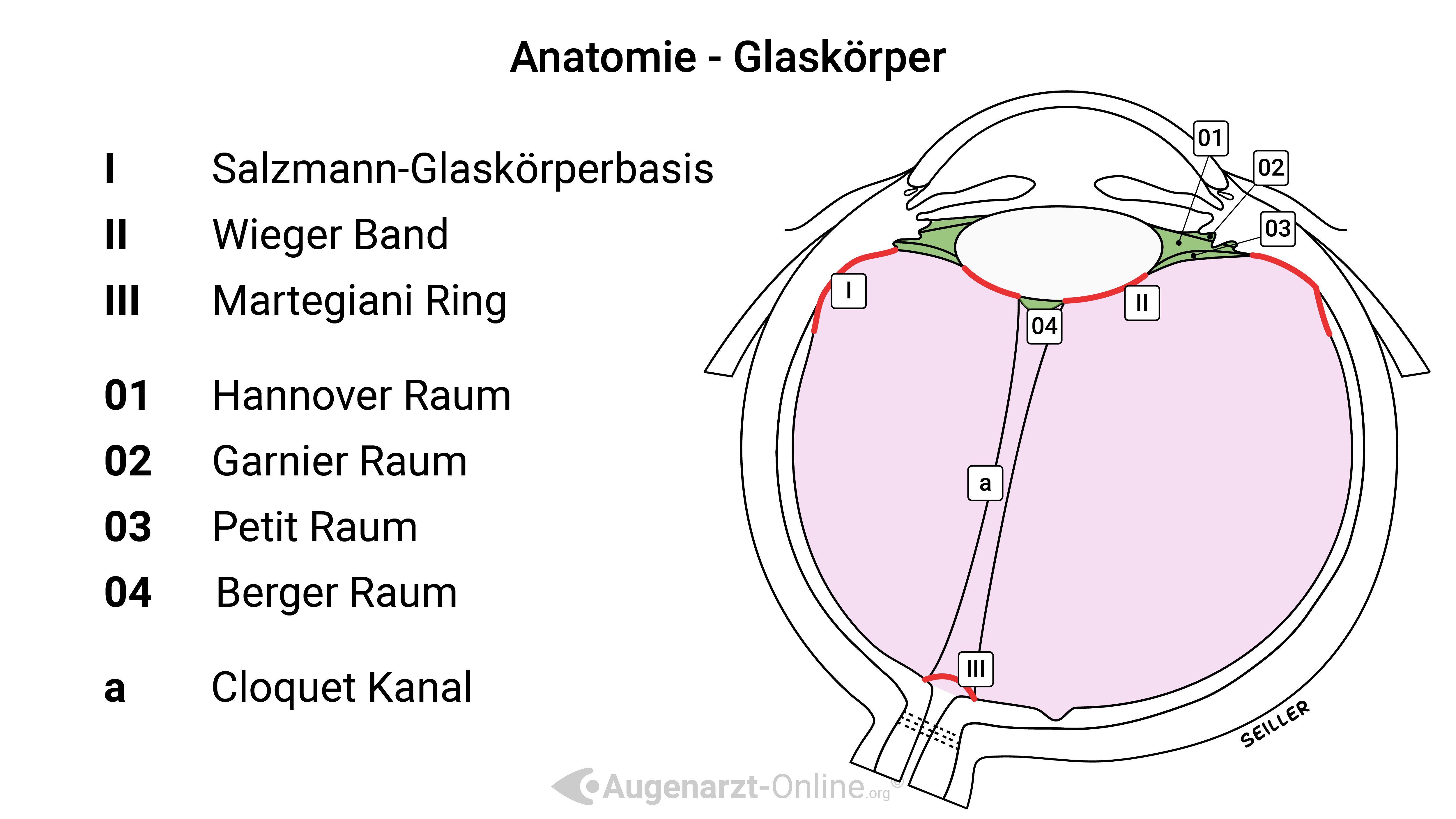 Anatomie des Glaskörpers