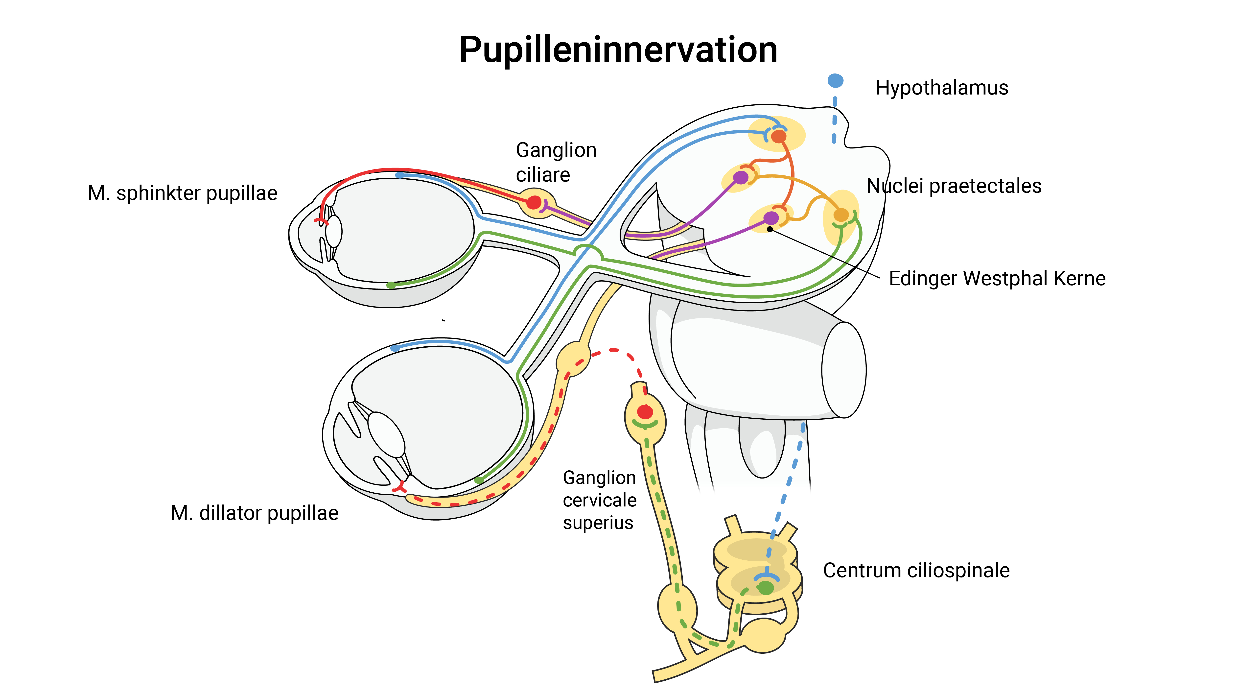 Pupilleninnervation-ILL-Horner Syndrom Anatomie Pupillenreflex Illustration.jpg