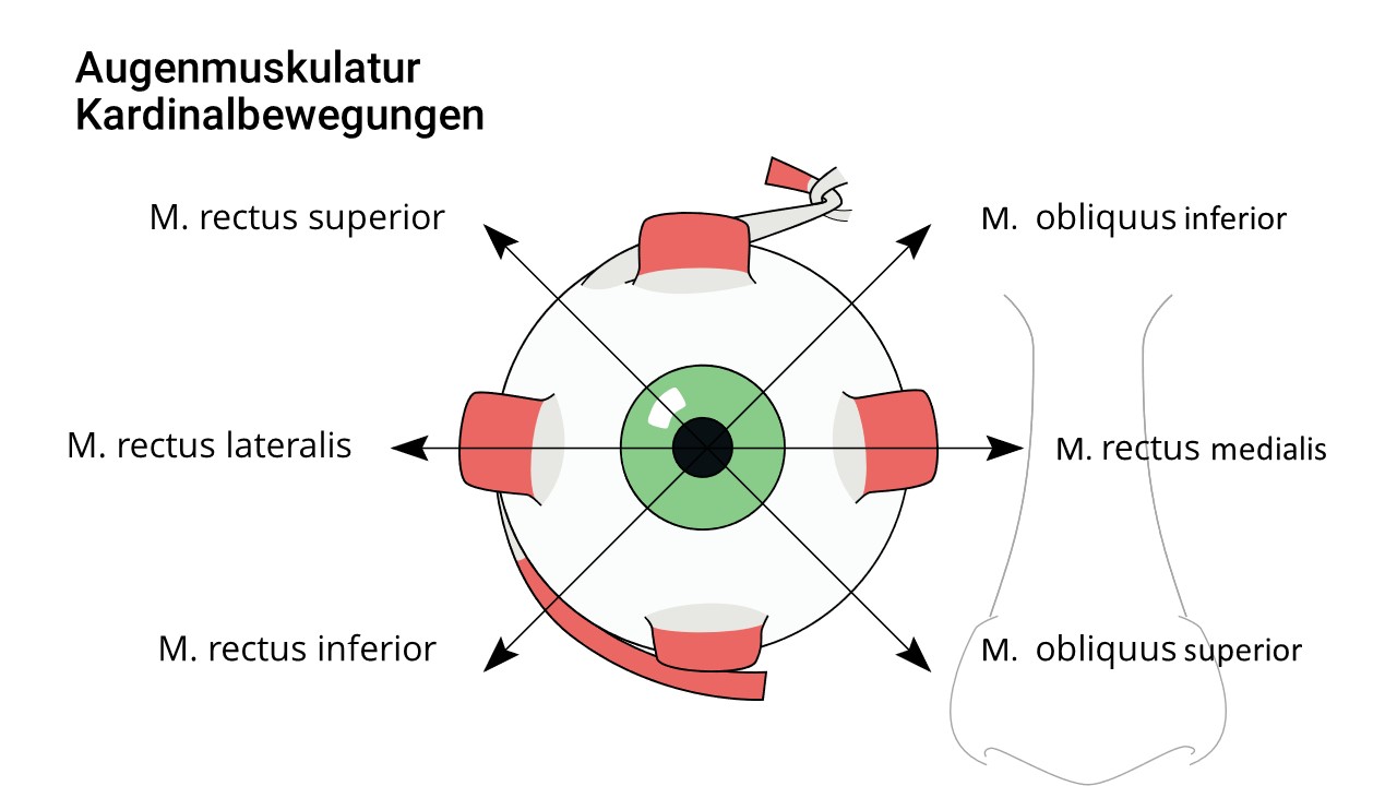 Kardinalbewegungen und Innervation der Augenmuskel