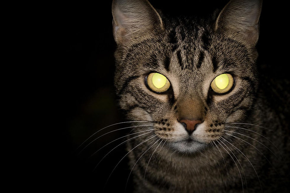 Katzenaugen leuchten im Dunkeln im Licht einer Taschenlampe