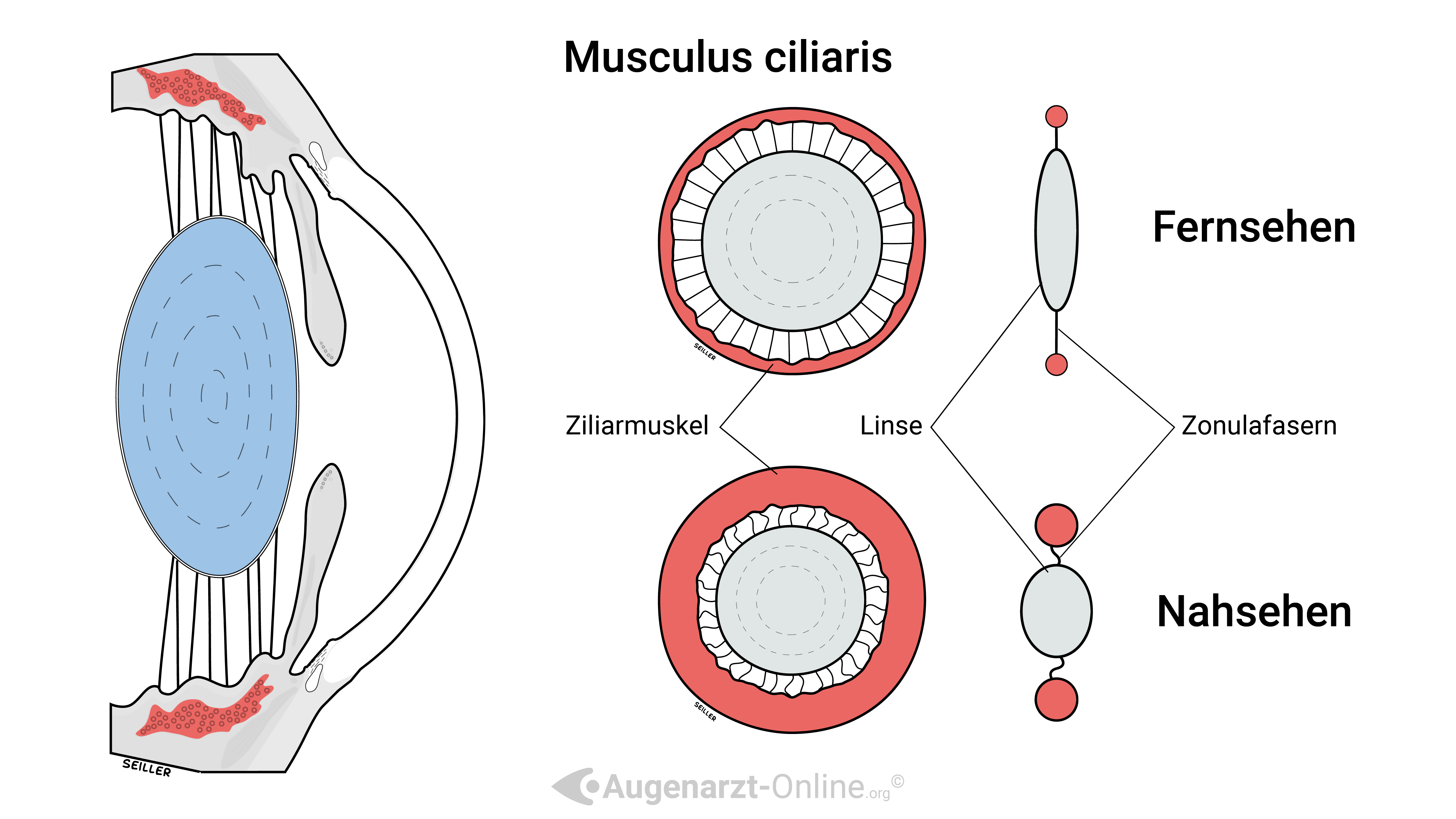Musculus ciliaris