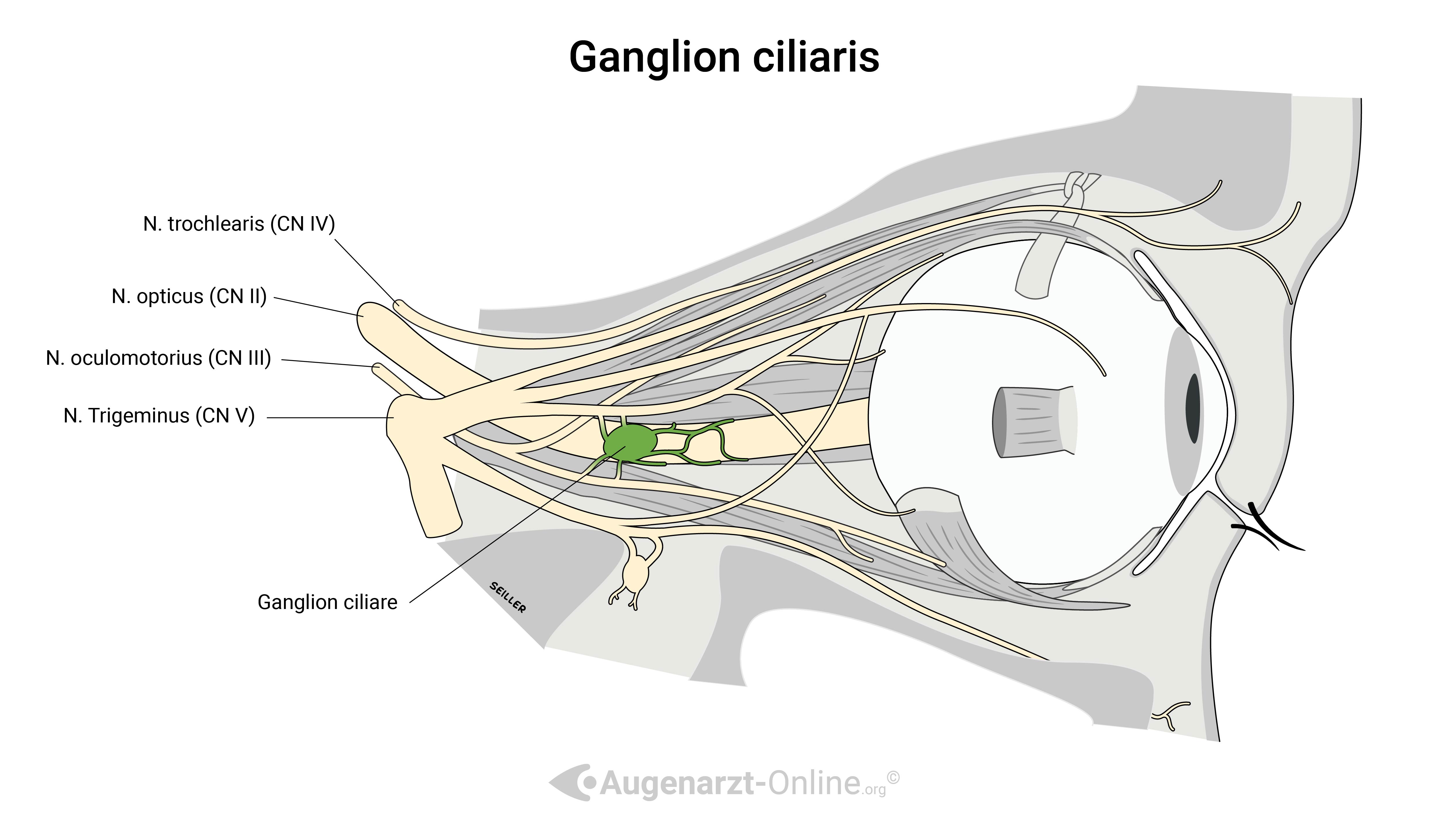 Ganglion ciliare - Anatomie