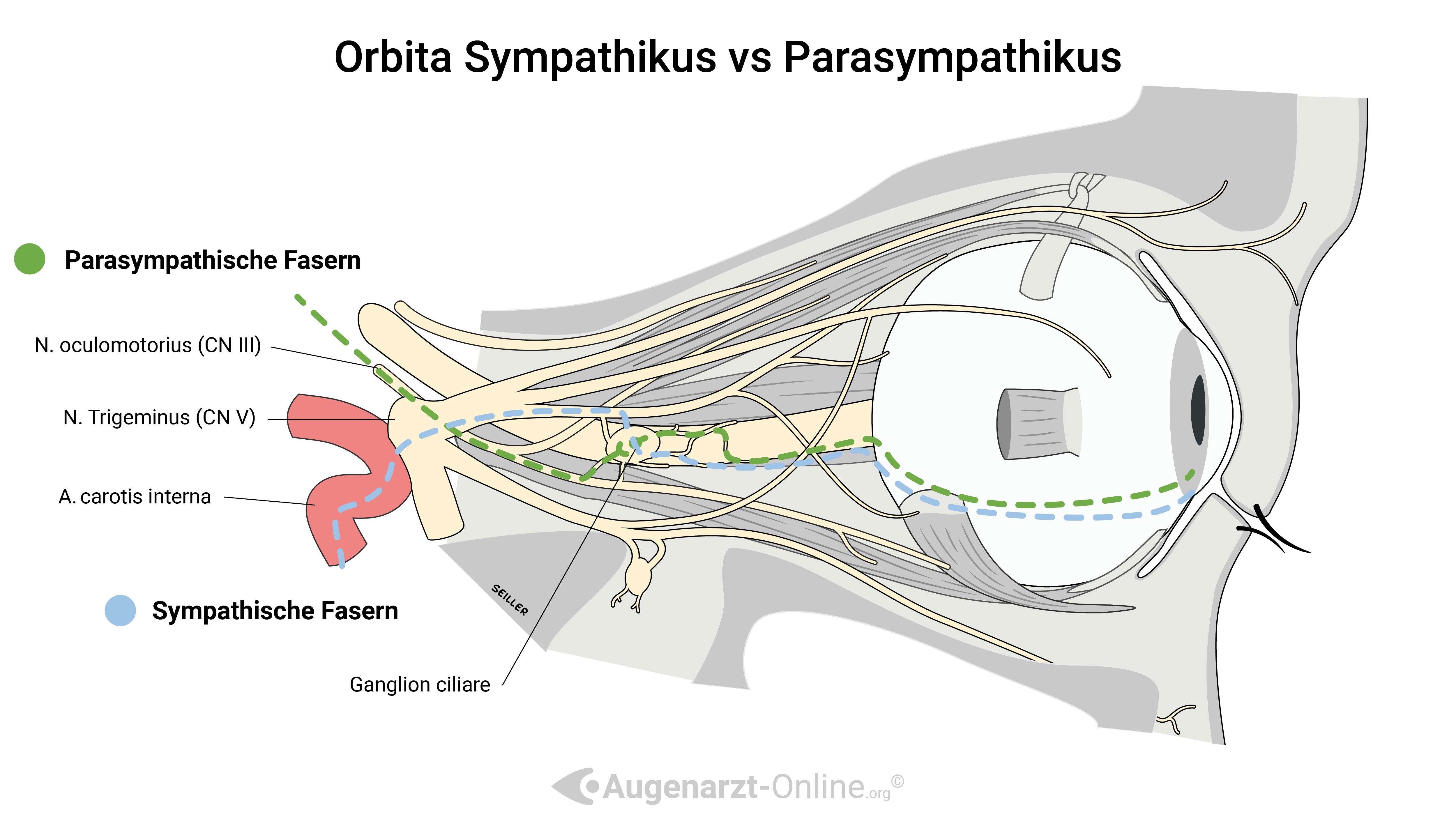 Ganglion ciliare - Sympathikus vs Parasympathikus