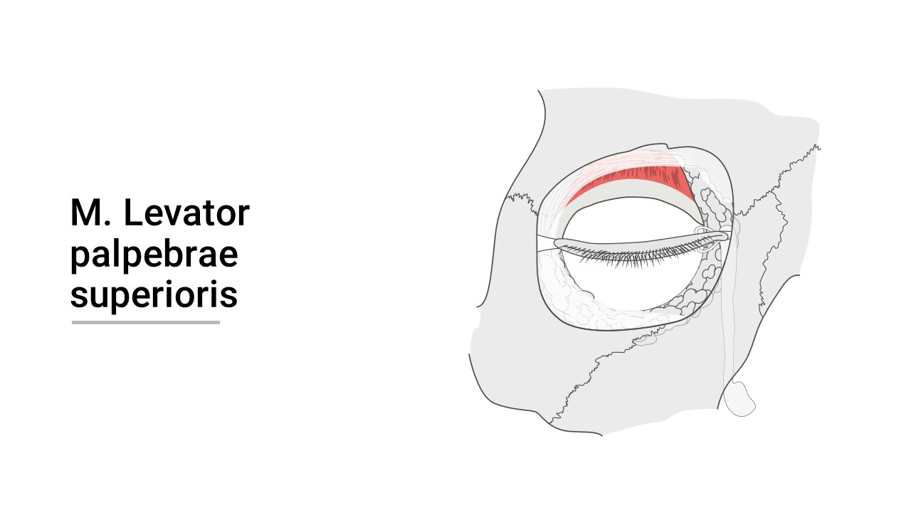 Musculus levator palpebrae