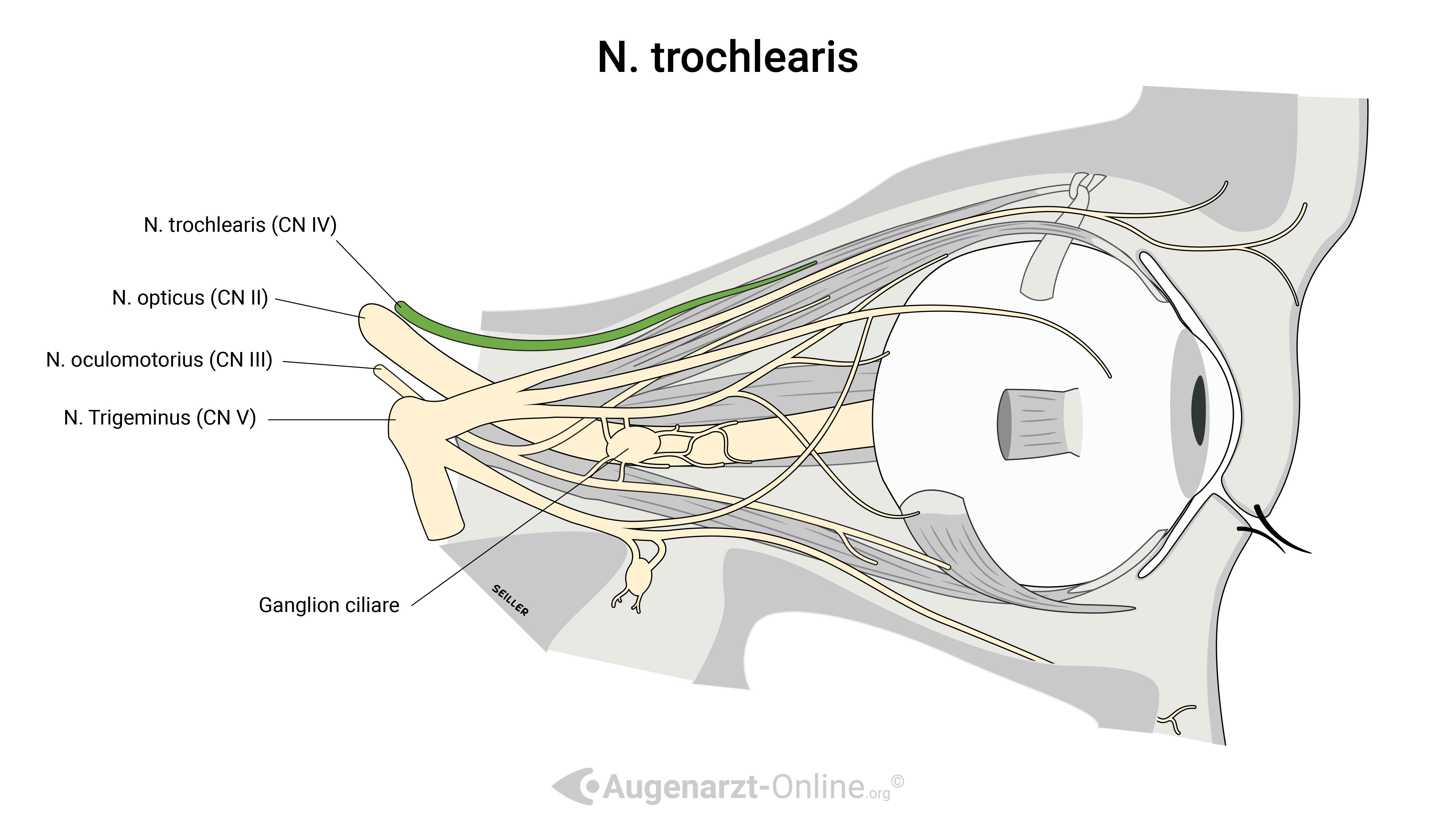 N. trochlearis (CN IV) - Verlauf