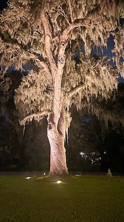 A - Uplit Oak Tall_edited.jpg