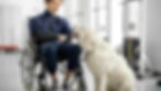 chien d'assistance anti anxiété