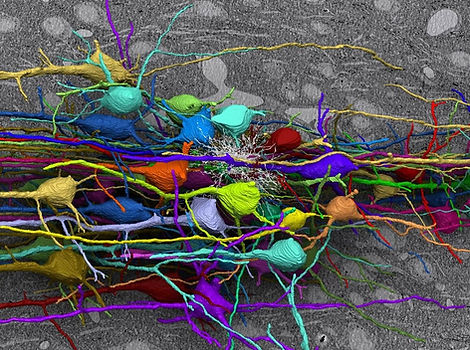 neurons.jpg