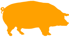 pig
