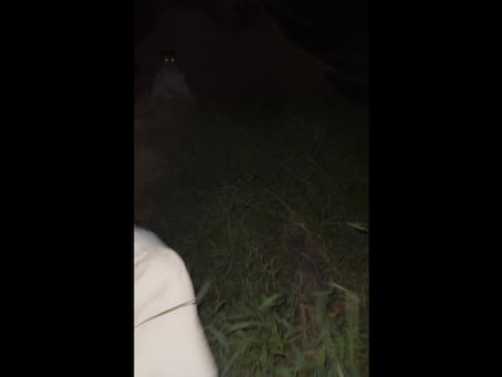 Found footage horror film set during a nighttime camping trip.