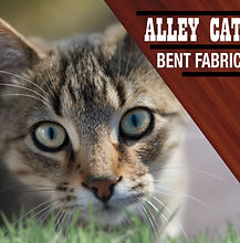Bent Fabric, Alley Cat Mer 15 Juillet.JPG