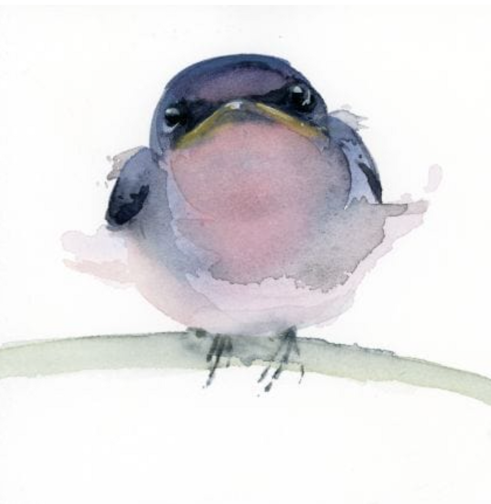 Thumbnail: Fledgling Barn Swallow