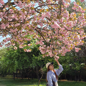 [Korea #24] Hoa đào kép cuối tháng 4