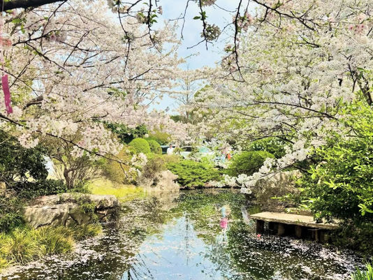 [China #15] Hoa anh đào Hàng Châu