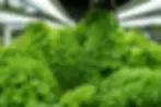 bright vibrant futuristic agria farm with close up of vegetables growing
