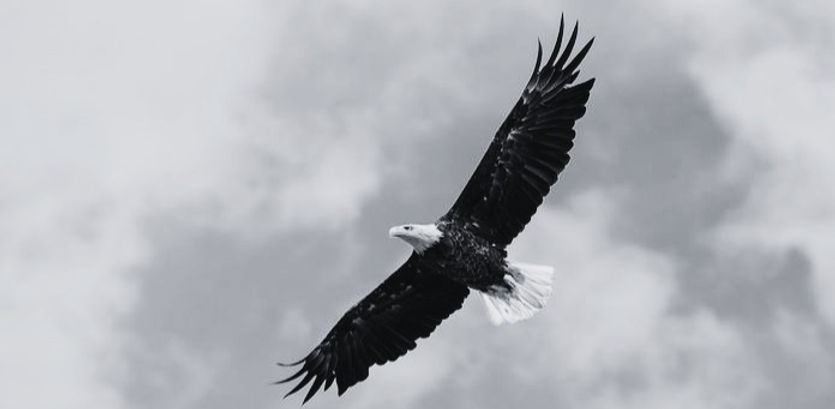 eagle - Edited_edited.jpg