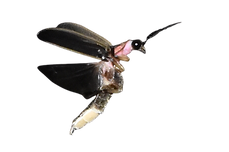 pyrlais18 - Edited.png