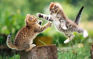cats-playing.jpg