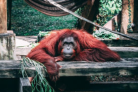 Orangutan.jpeg