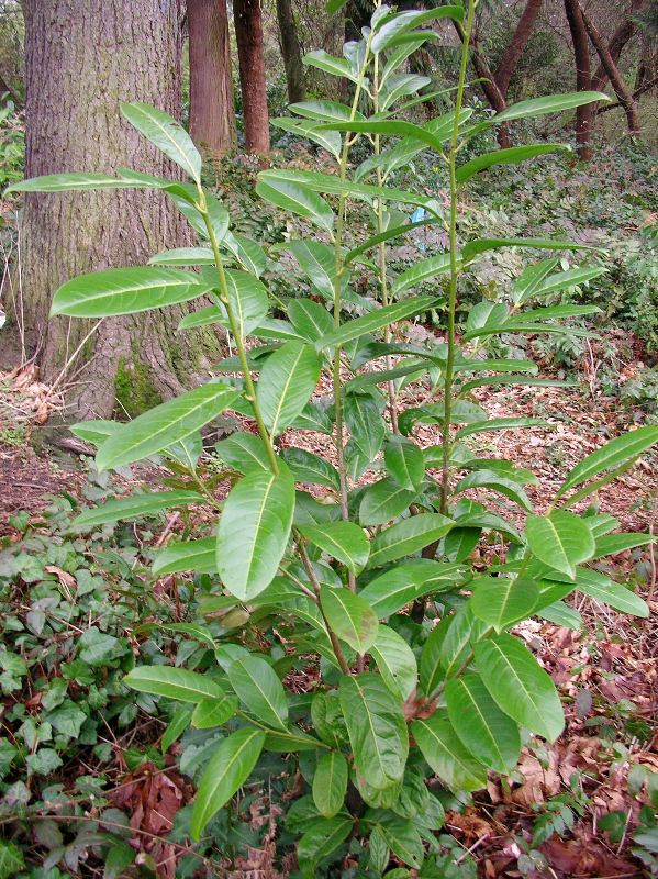 Invasive dark evergreen shrub