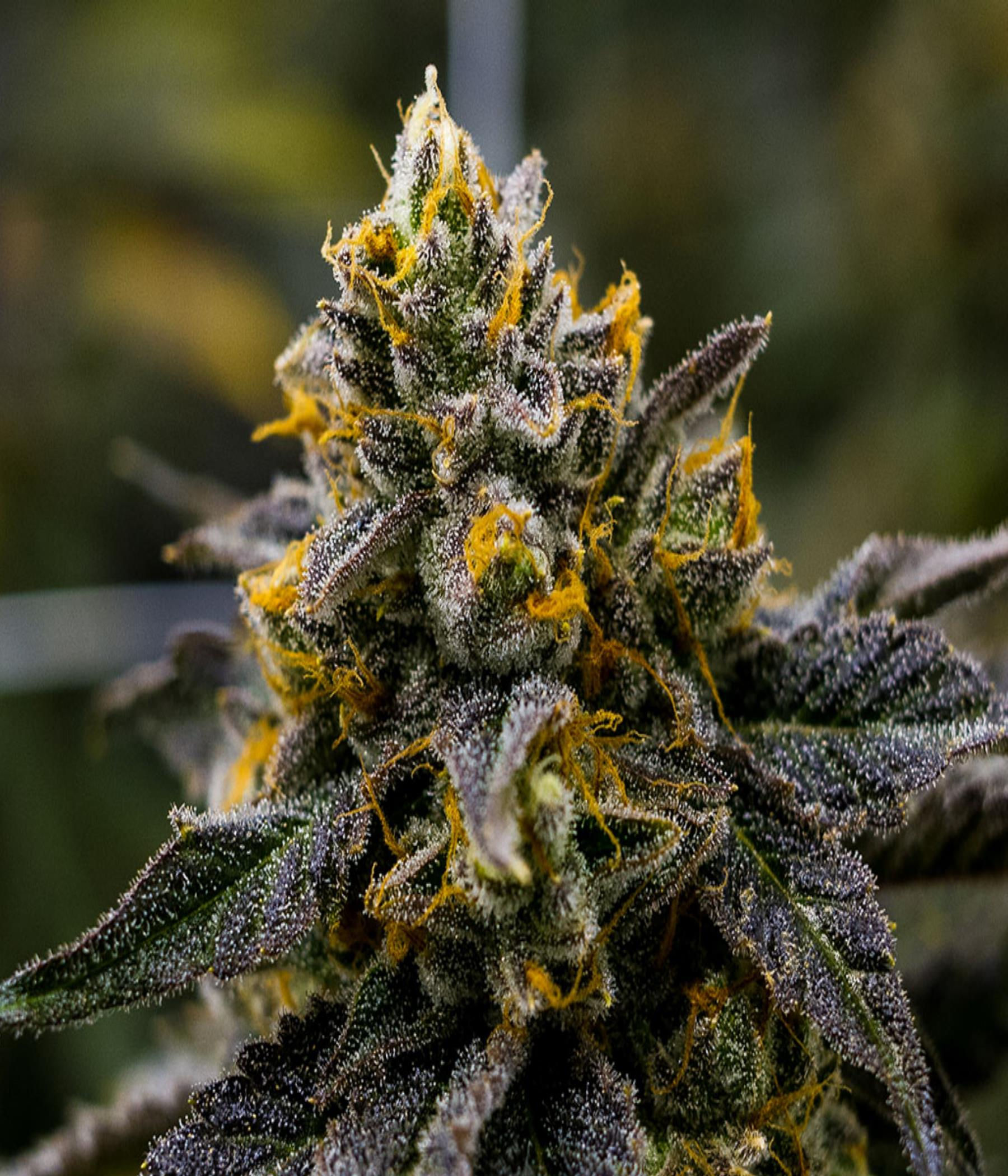 "Girl Scout Cookies" Indica Feminized SEEDS